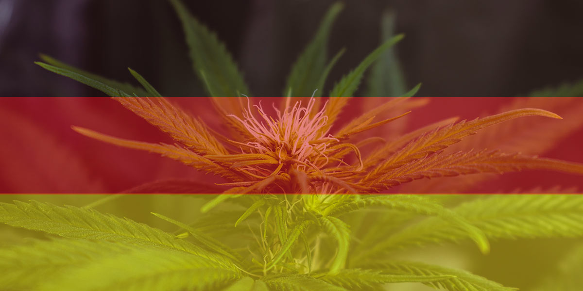 Cannabispflanze mit Schwarz-Rot-Gold farblich überdeckt