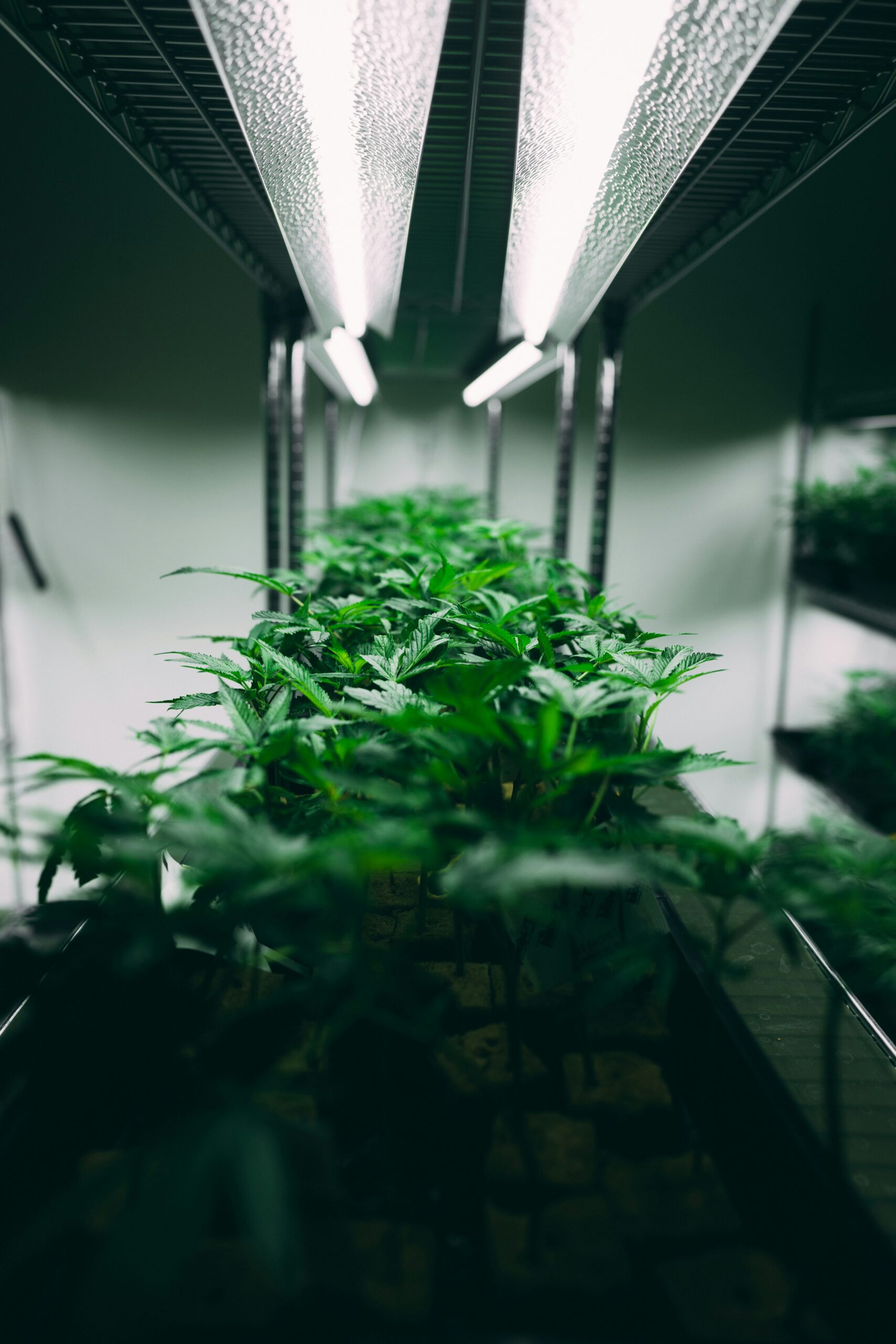 Medizinisches Cannabis wird mit Licht bestrahlt damit es besser wächst