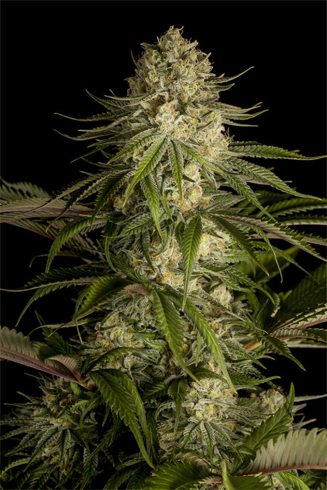 Critical Kush: Schmerz lass nach