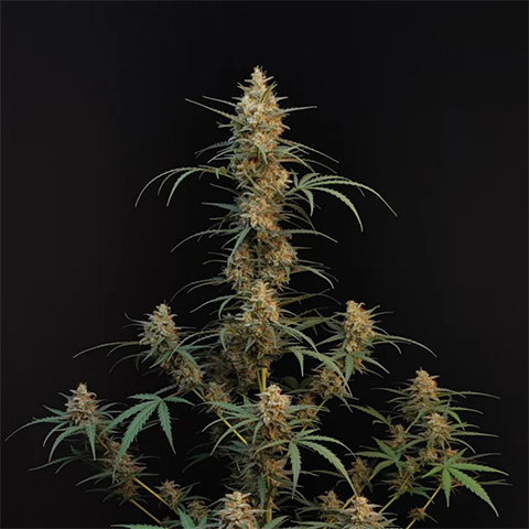 Chemdog: Grateful Deads Erbe