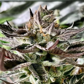 Alien Mints – herrlich minzfrisch