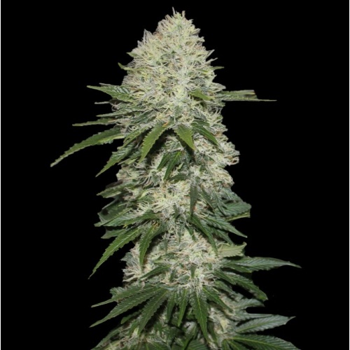 Sensi Star: Entspannung für Körper und Geist