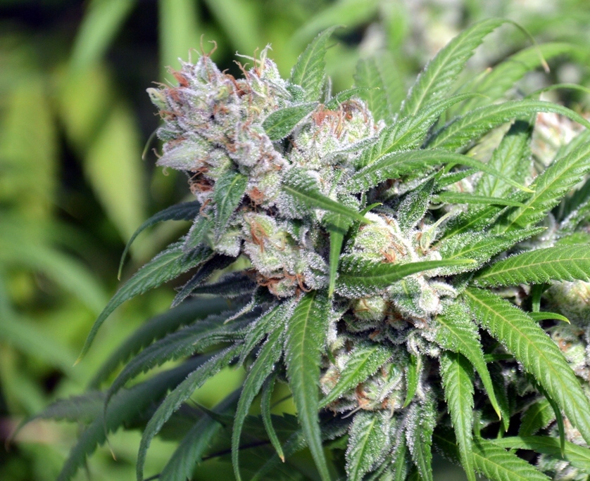 Alaska: medizinisch maßgeschneidert