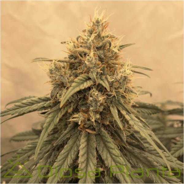 Amsterdam Amnesia: ein sinnliches Erlebnis