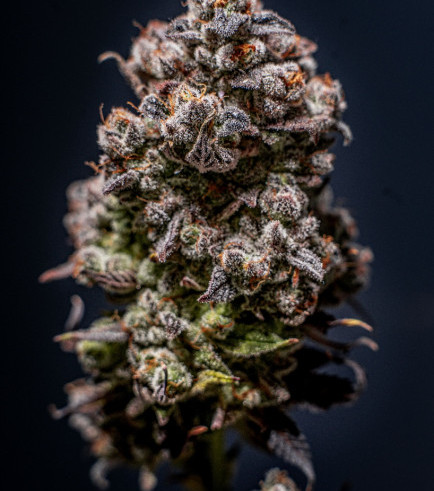 Animal Cookies: Lecker wie vom Bäcker