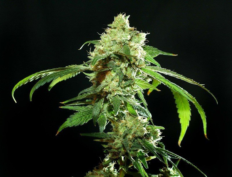 Cannatonic: das komplexe Multitalent