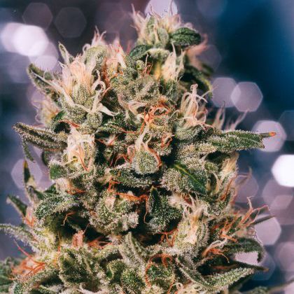 Euforia: Zucht für Feinschmecker