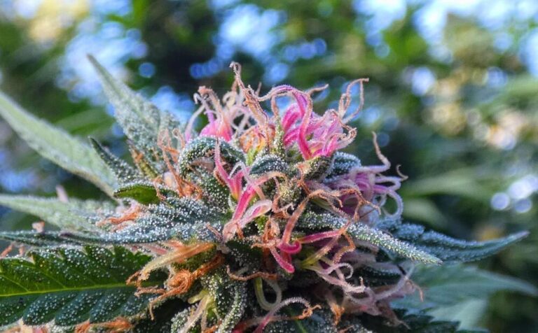 Pink Kush – Die rosa Versuchung
