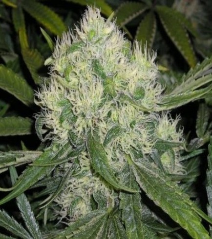 Nordle – Sanfte Welle der Beruhigung