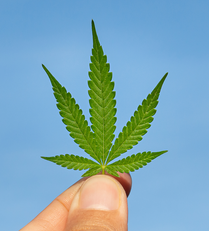 GreenMedical: Viele Sorten, top Service