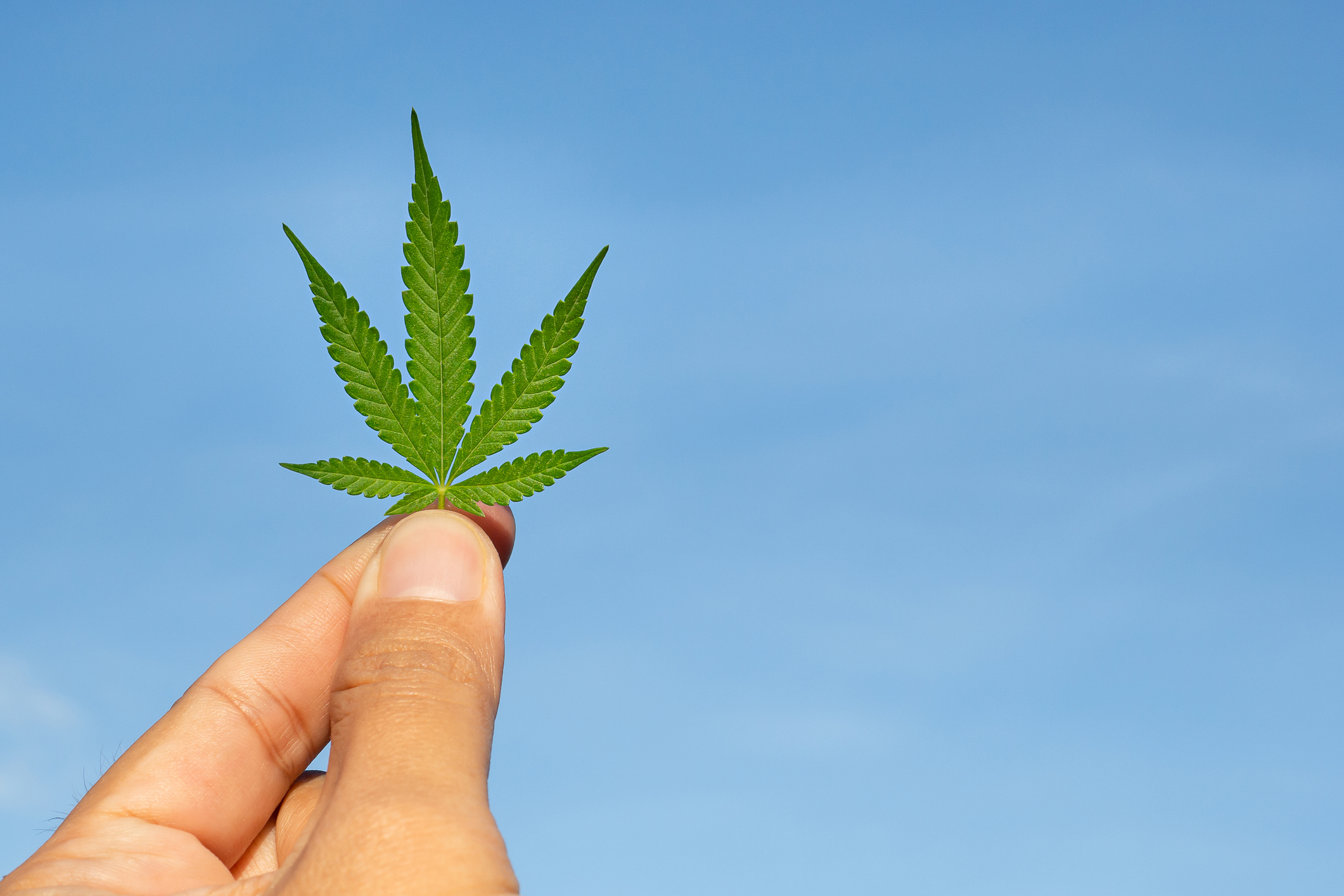 GreenMedical: Viele Sorten, top Service